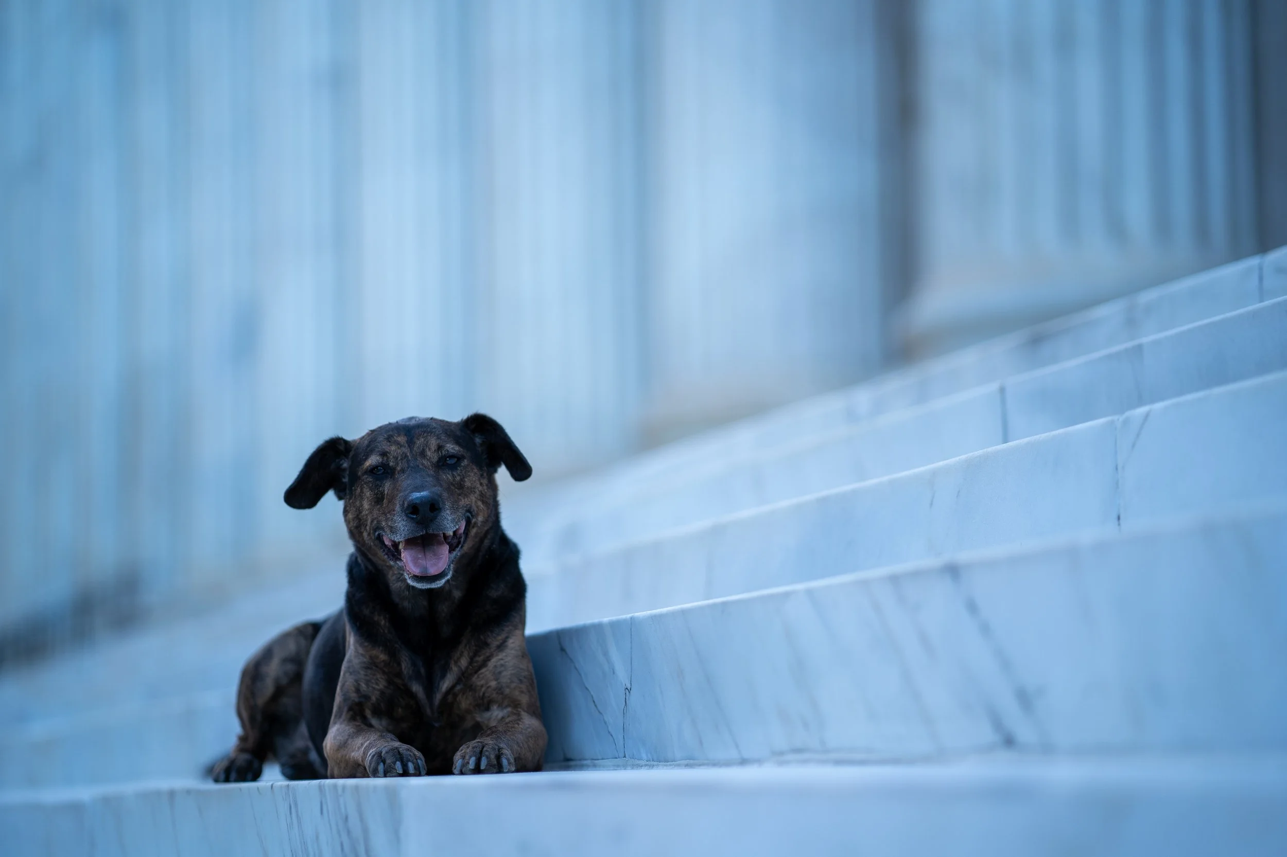 Dog-7305070.jpg