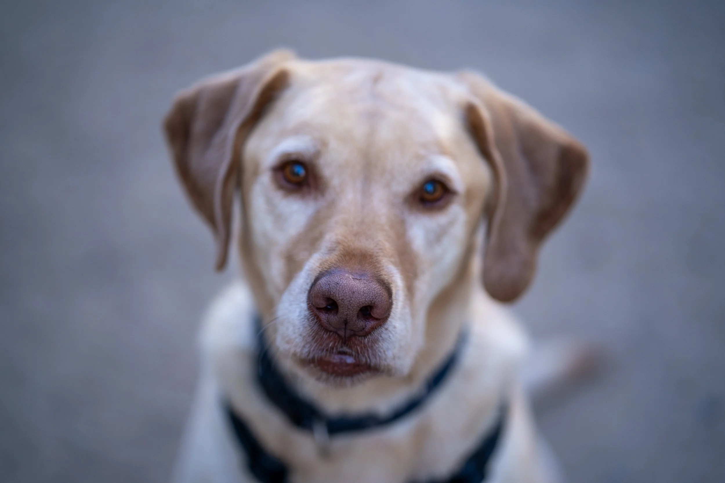 animal-7305018.jpg