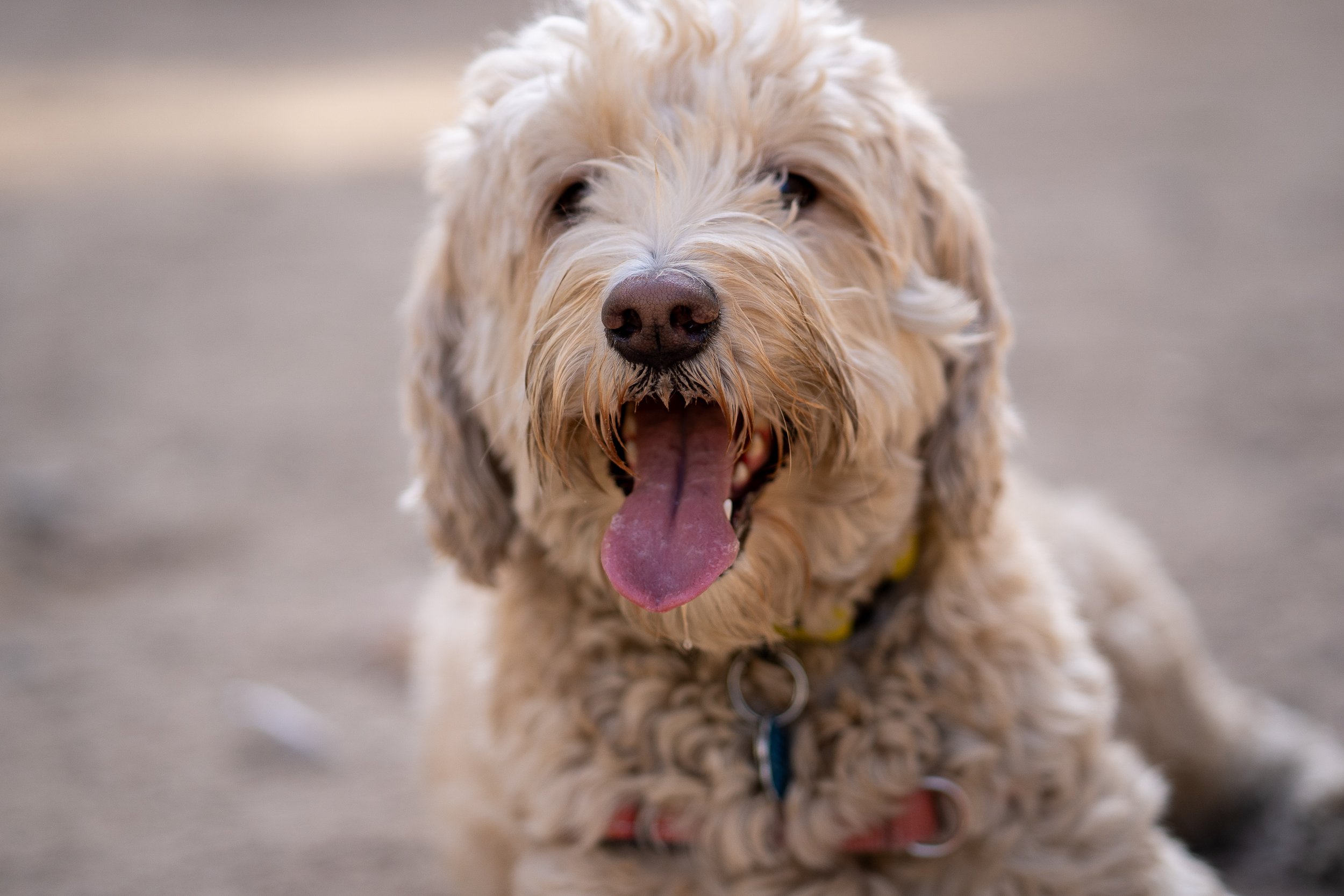 animal-7305424.jpg