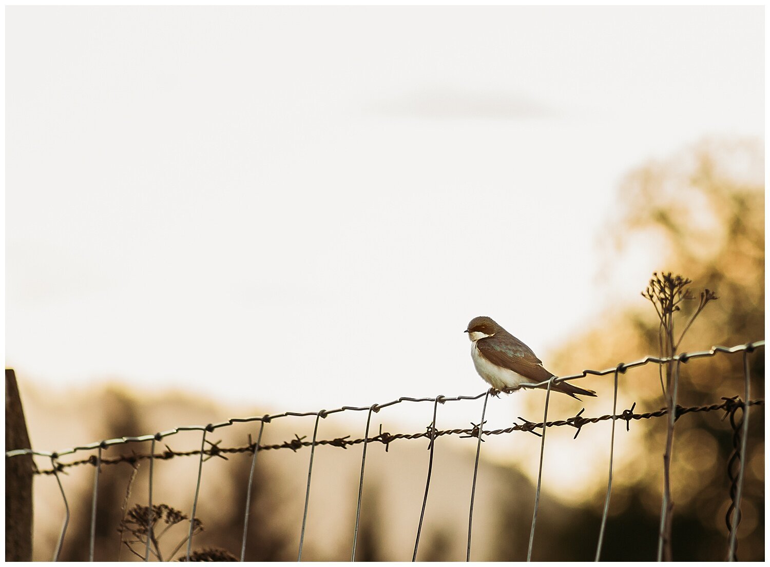 Bird+Watching+Chilliwack,+BC,+Anna+Hurley+Photography+1.jpg