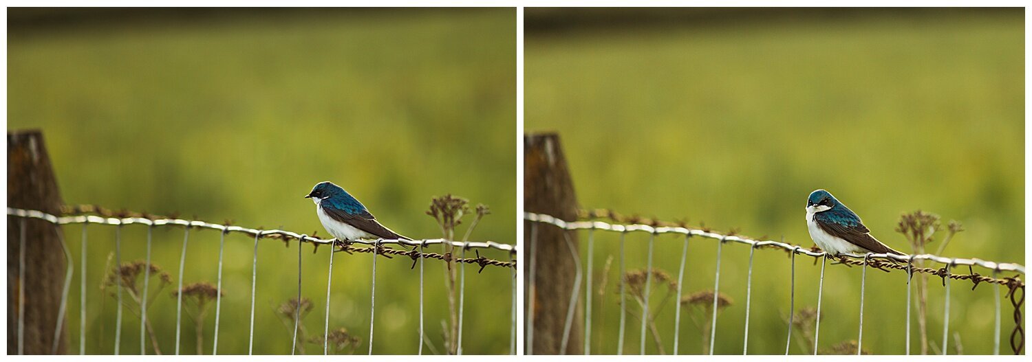 Bird+Watching+Chilliwack,+BC,+Anna+Hurley+Photography+2.jpg