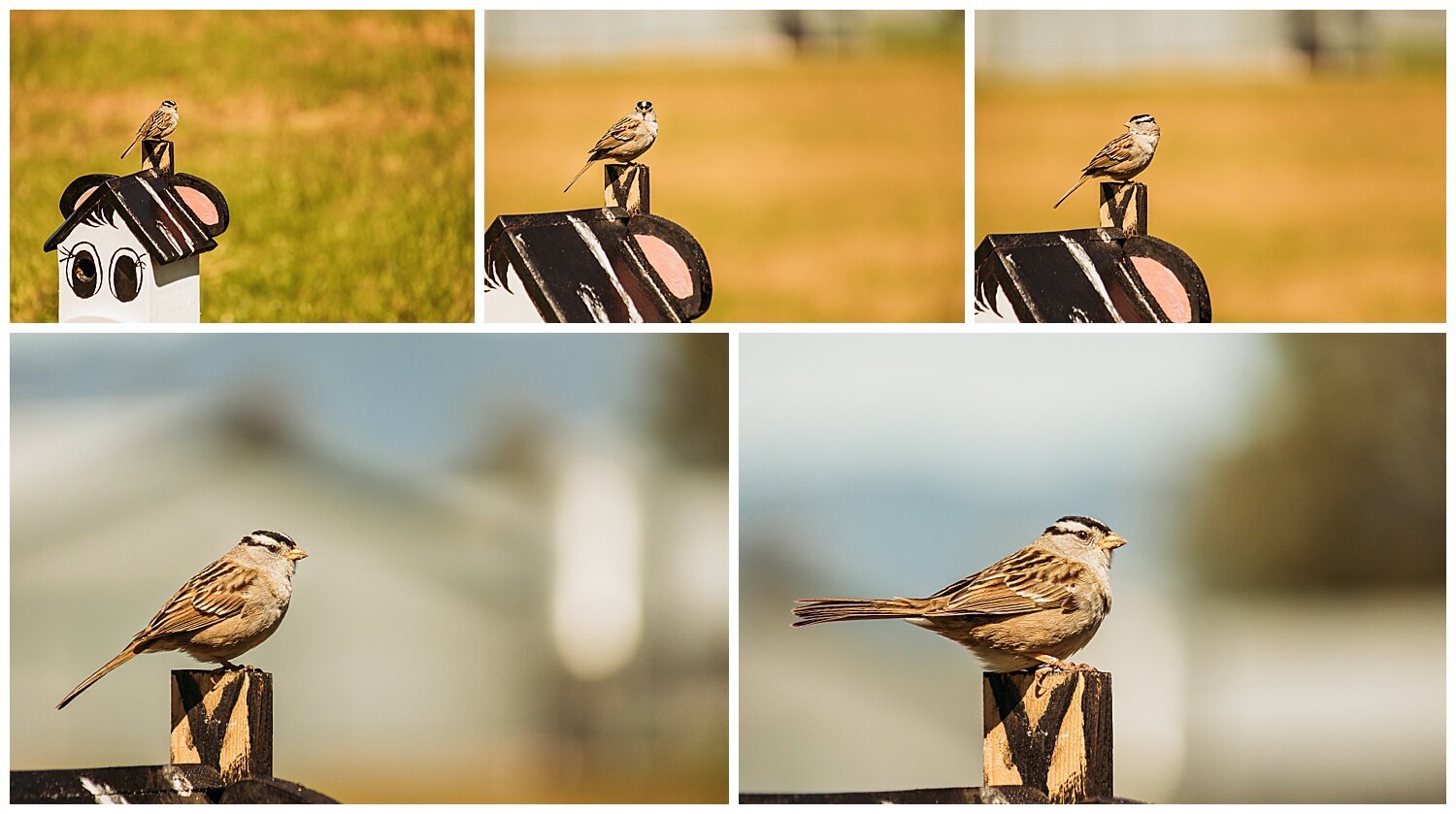Bird+Watching+Chilliwack,+BC,+Anna+Hurley+Photography+7.jpg