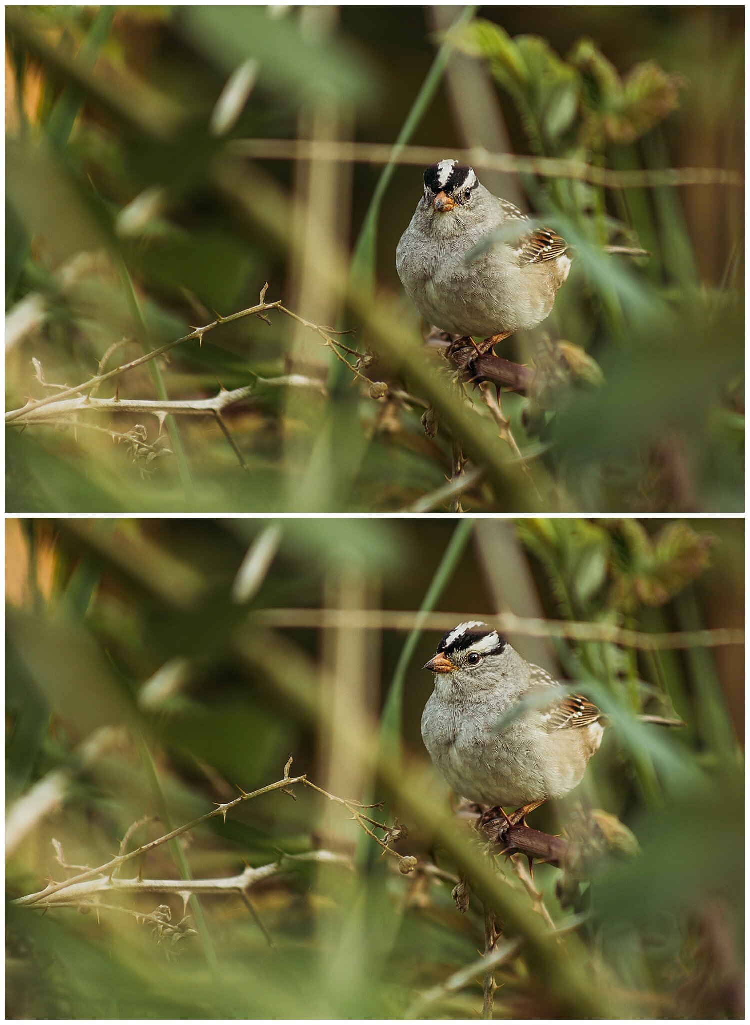 Bird+Watching+Chilliwack,+BC,+Anna+Hurley+Photography+9.jpg