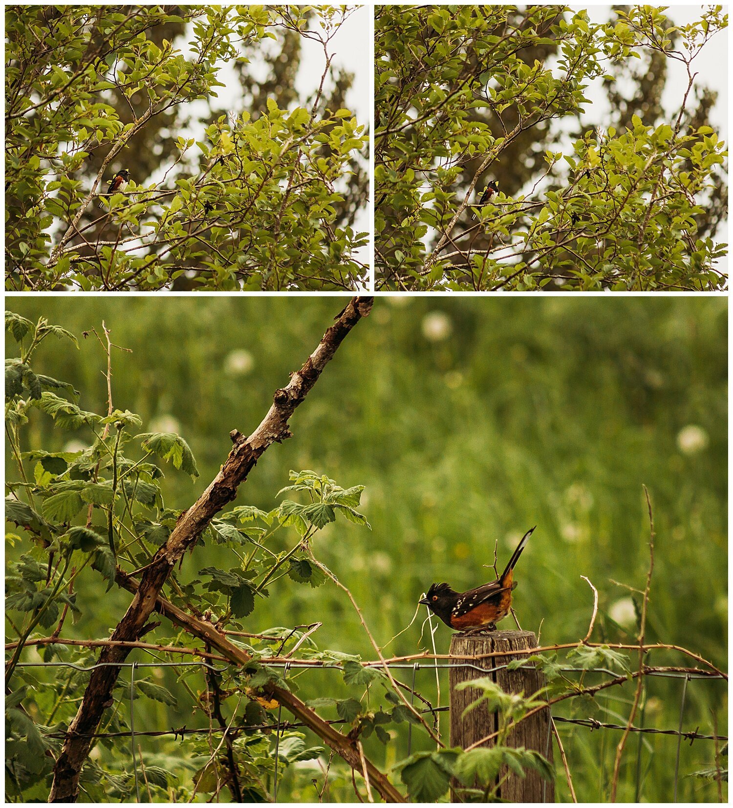 Bird+Watching+Chilliwack,+BC,+Anna+Hurley+Photography+11.jpg