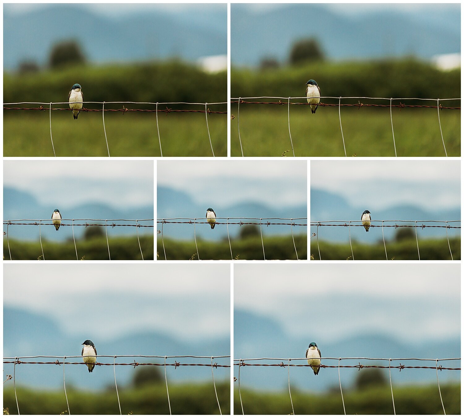 Bird+Watching+Chilliwack,+BC,+Anna+Hurley+Photography+13.jpg