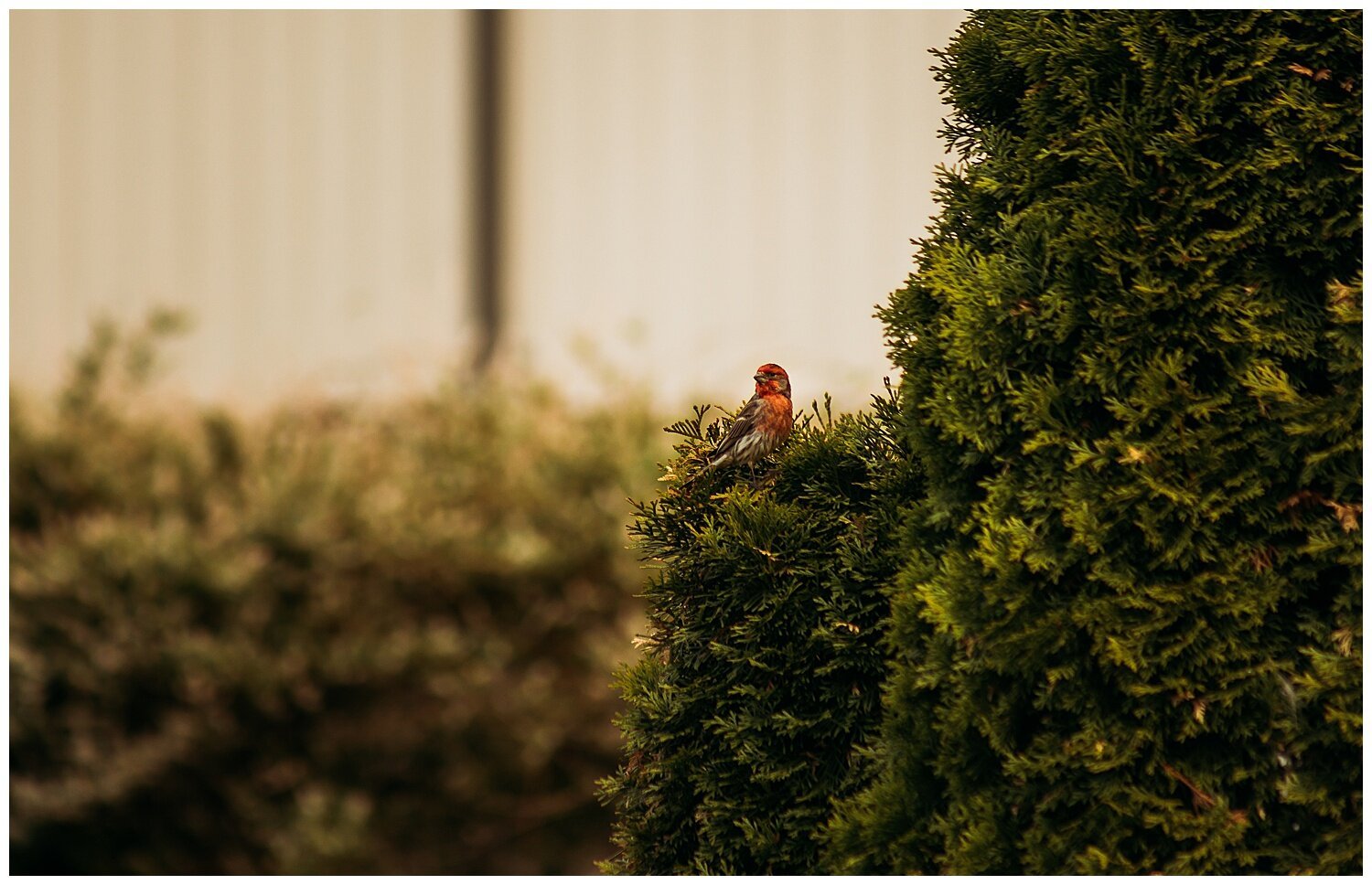 Bird+Watching+Chilliwack,+BC,+Anna+Hurley+Photography+16.jpg