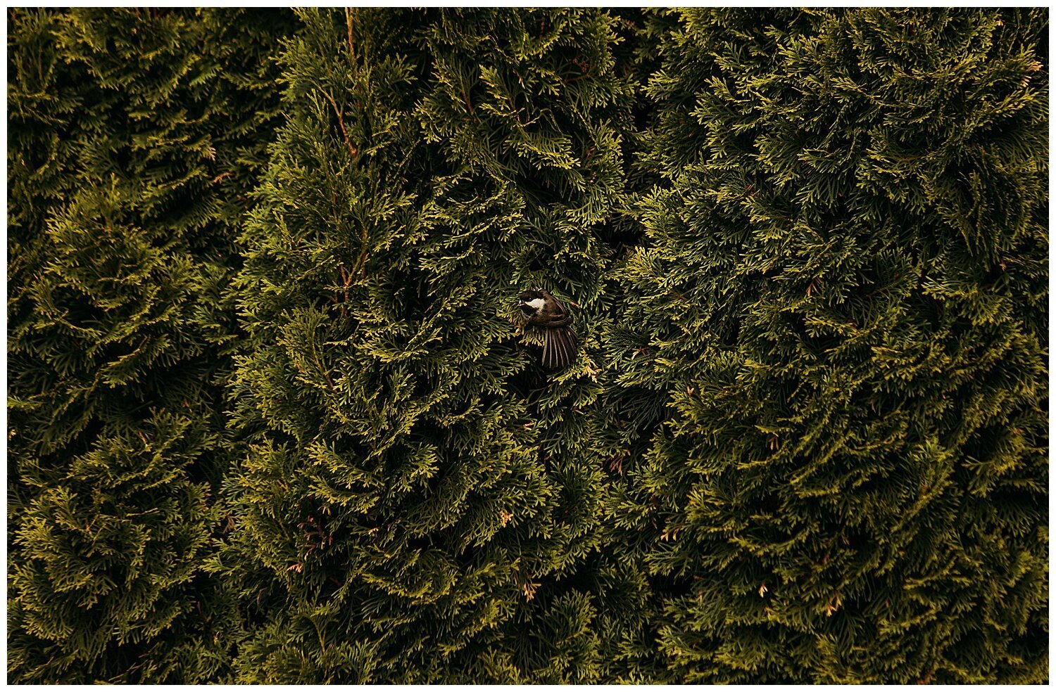 Bird+Watching+Chilliwack,+BC,+Anna+Hurley+Photography+17.jpg