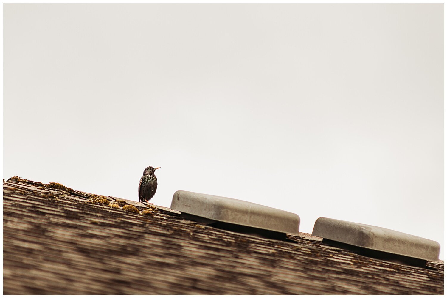 Bird+Watching+Chilliwack,+BC,+Anna+Hurley+Photography+18.jpg