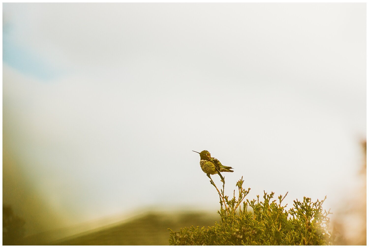 Bird+Watching+Chilliwack,+BC,+Anna+Hurley+Photography+21.jpg