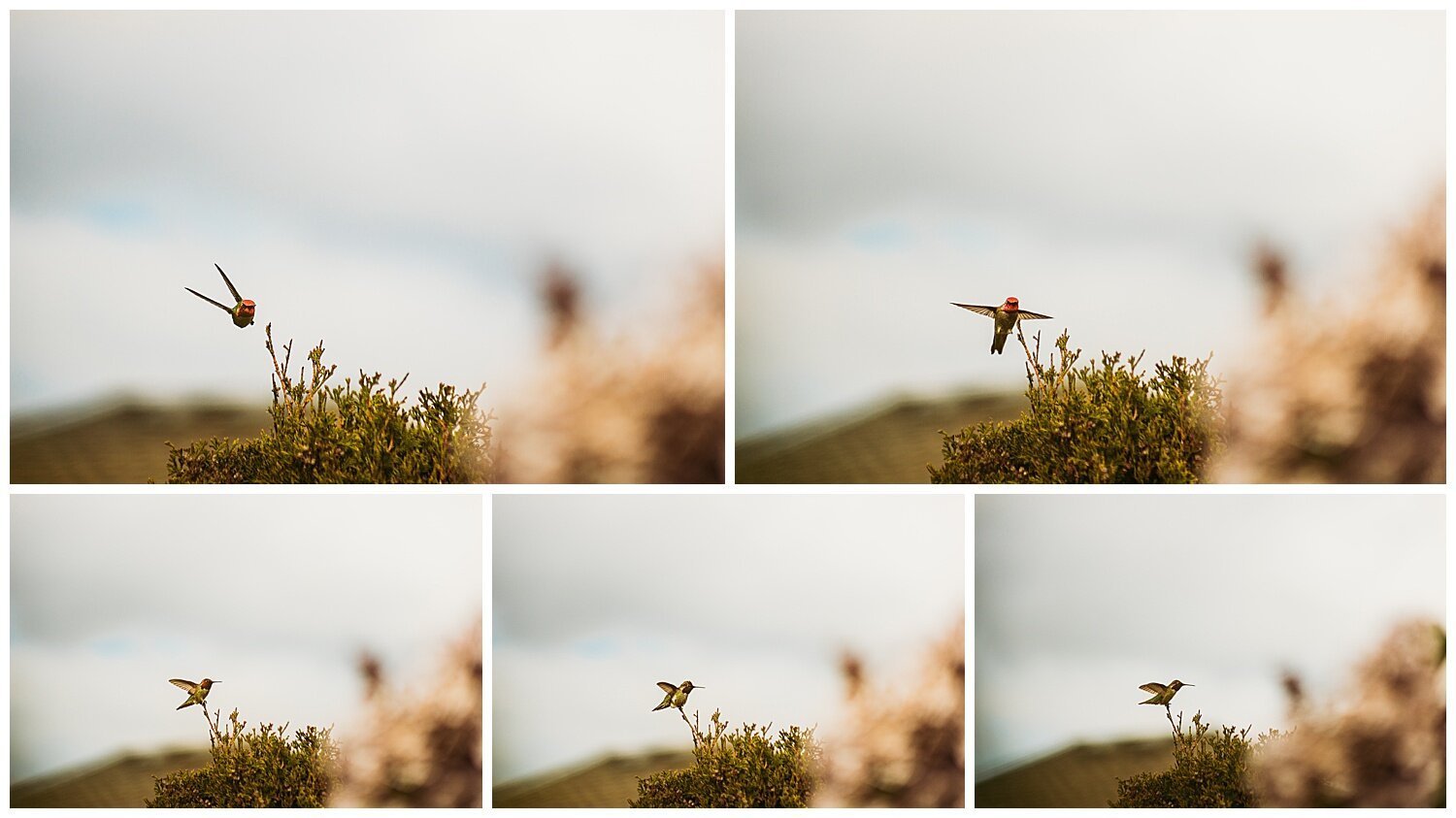 Bird+Watching+Chilliwack,+BC,+Anna+Hurley+Photography+22.jpg