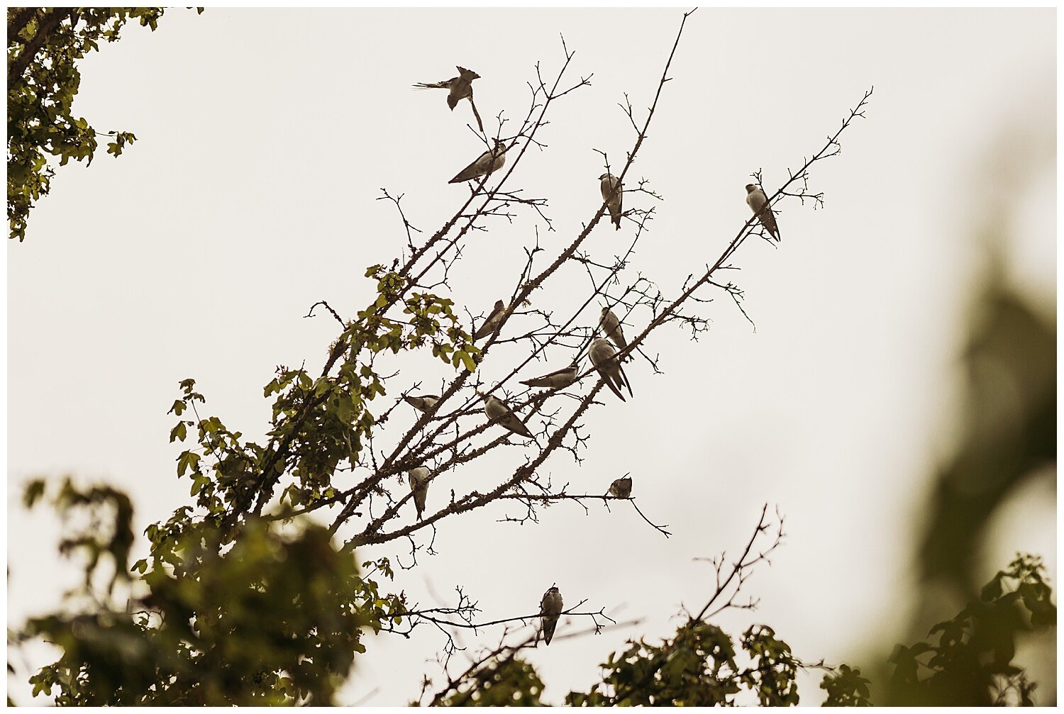 Bird+Watching+Chilliwack,+BC,+Anna+Hurley+Photography+23.jpg