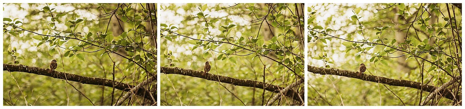 Bird+Watching+Chilliwack,+BC,+Anna+Hurley+Photography+24.jpg