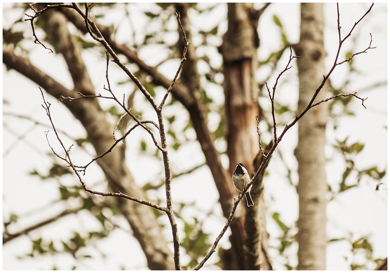 Bird+Watching+Chilliwack,+BC,+Anna+Hurley+Photography+25.jpg