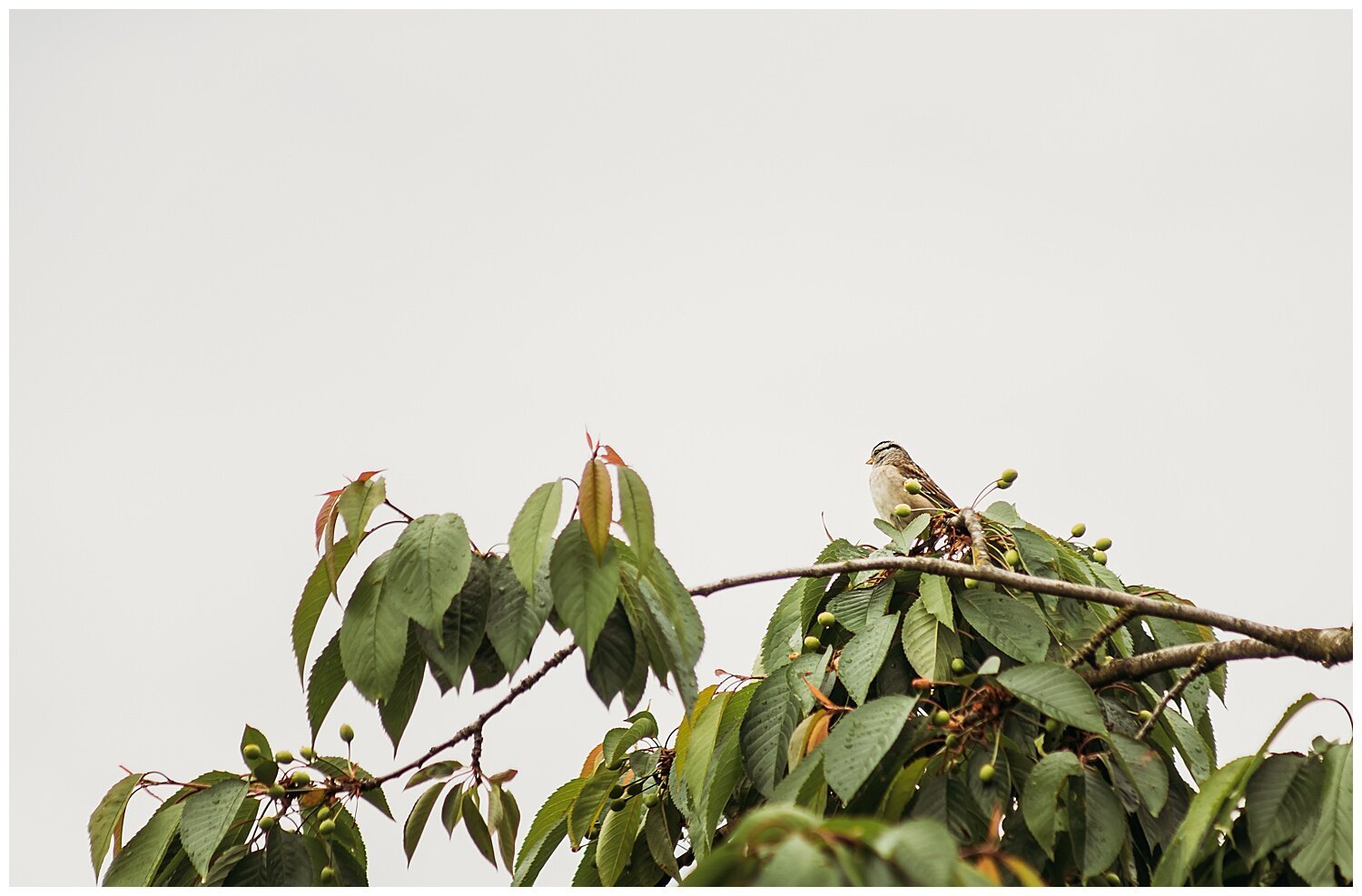 Bird+Watching+Chilliwack,+BC,+Anna+Hurley+Photography+26.jpg