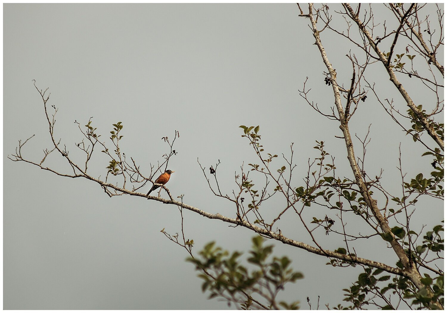 Bird+Watching+Chilliwack,+BC,+Anna+Hurley+Photography+28.jpg