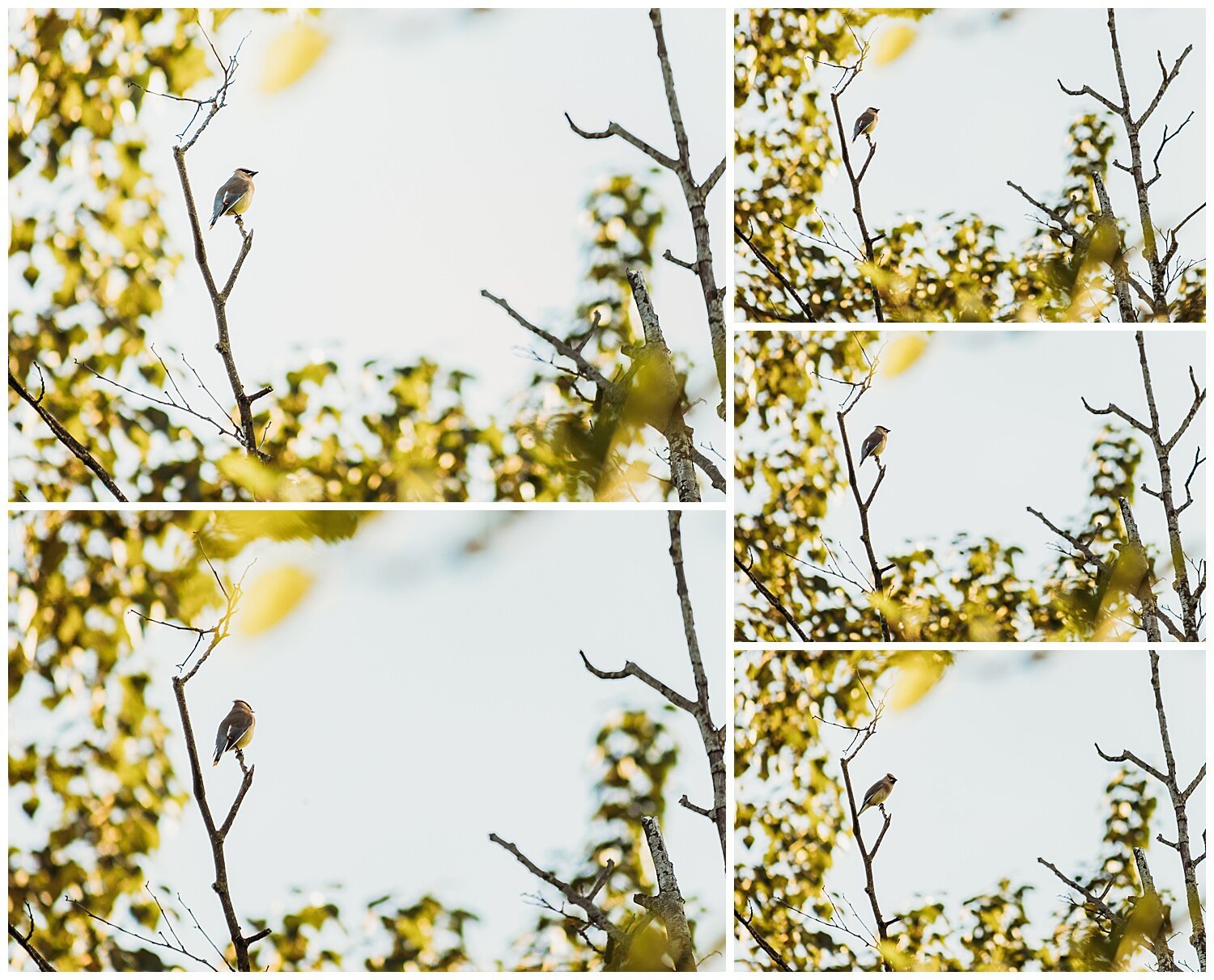 Bird+Watching+Chilliwack,+BC,+Anna+Hurley+Photography+31.jpg