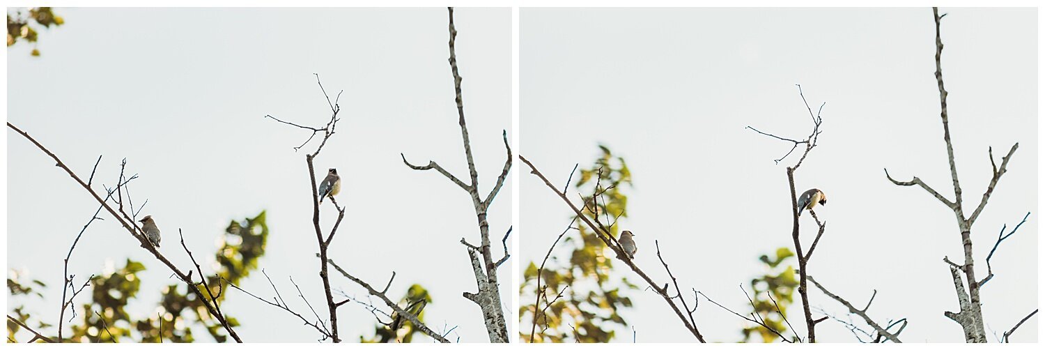 Bird+Watching+Chilliwack,+BC,+Anna+Hurley+Photography+32.jpg