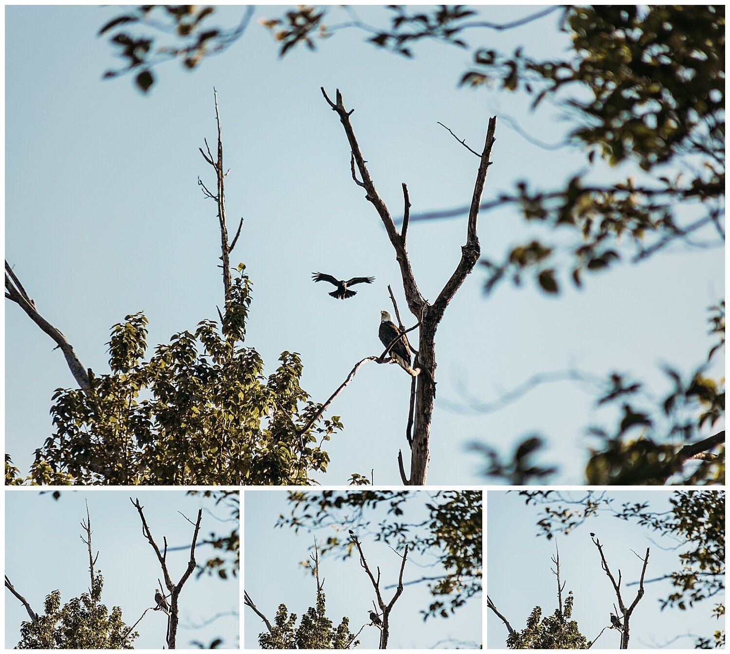 Bird+Watching+Chilliwack,+BC,+Anna+Hurley+Photography+33.jpg