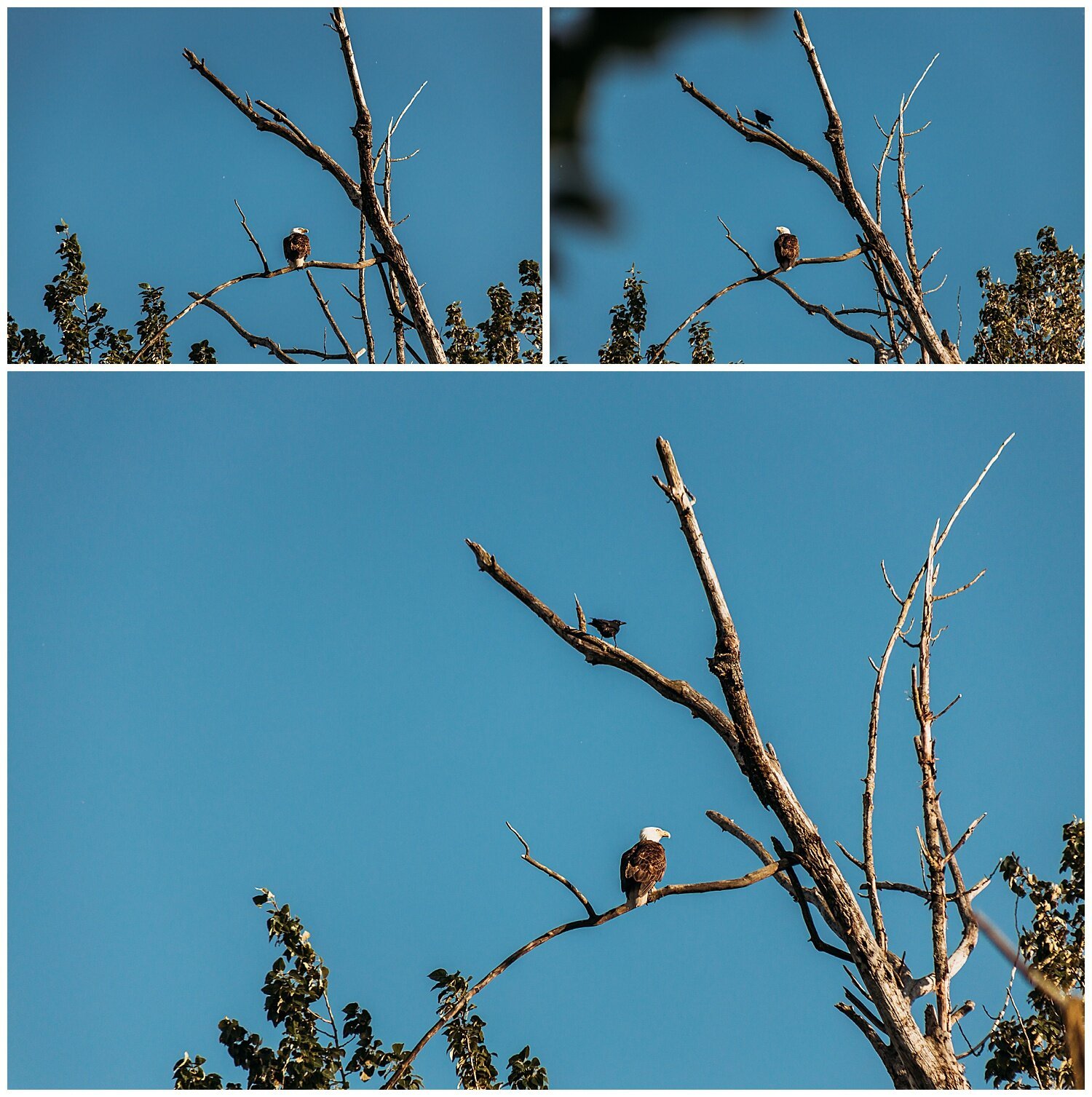 Bird+Watching+Chilliwack,+BC,+Anna+Hurley+Photography+34.jpg