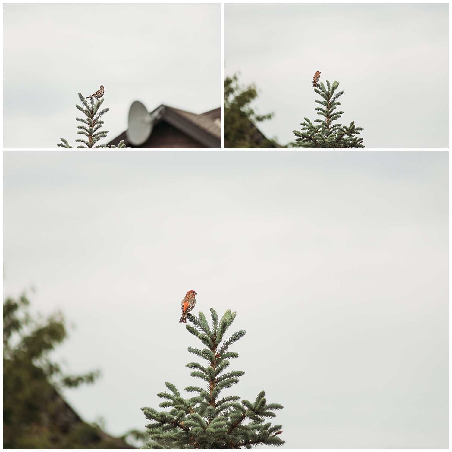 Bird+Watching+Chilliwack,+BC,+Anna+Hurley+Photography+44.jpg