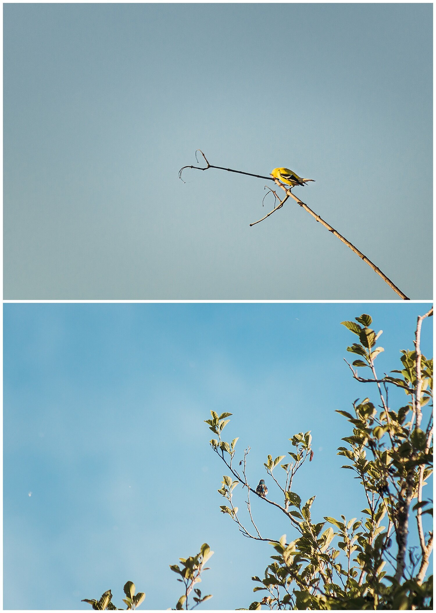 Bird+Watching+Chilliwack,+BC,+Anna+Hurley+Photography+47.jpg