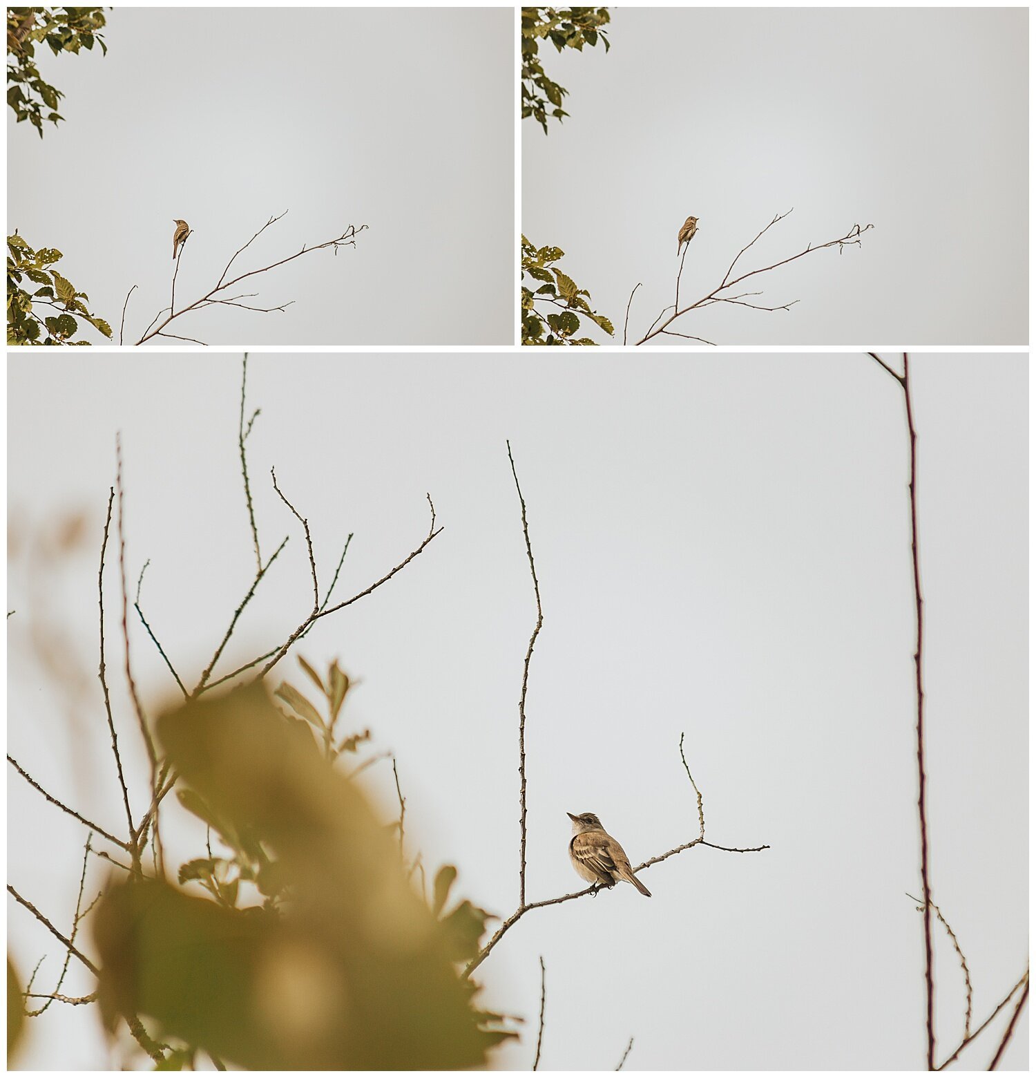 Bird+Watching+Chilliwack,+BC,+Anna+Hurley+Photography+48.jpg