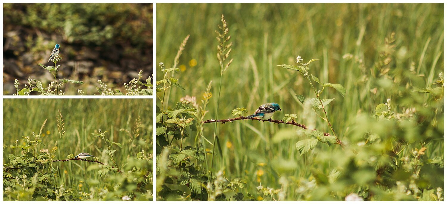 Bird+Watching+Chilliwack,+BC,+Anna+Hurley+Photography+49.jpg