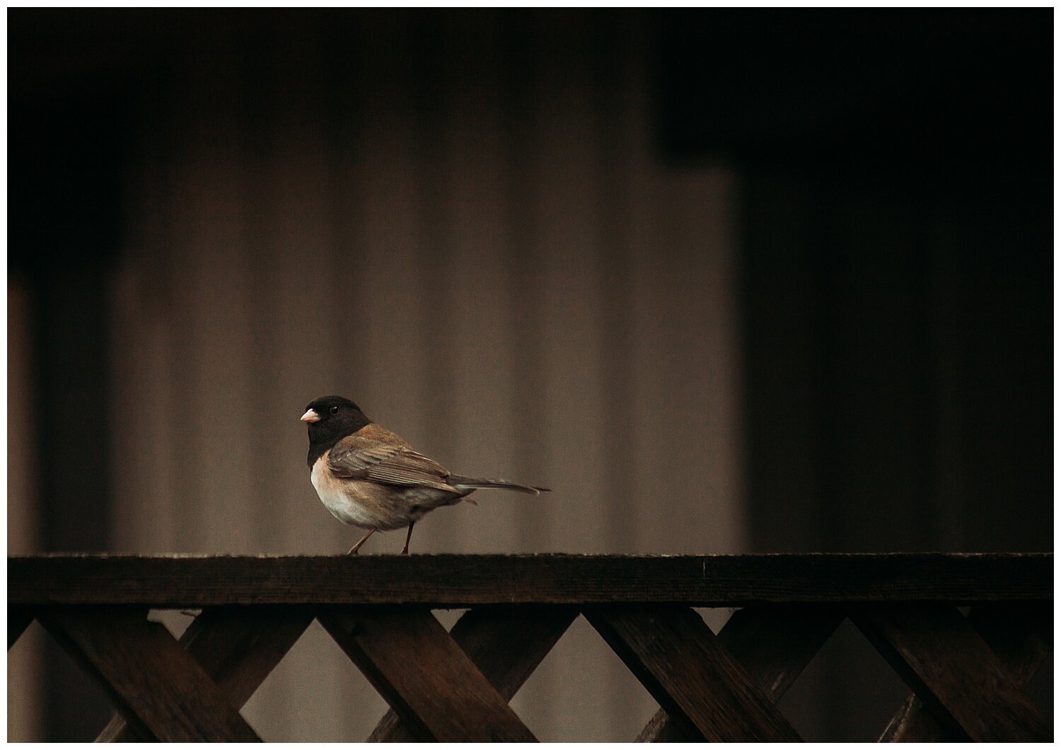 Bird+Watching+Chilliwack,+BC,+Anna+Hurley+Photography+52.jpg