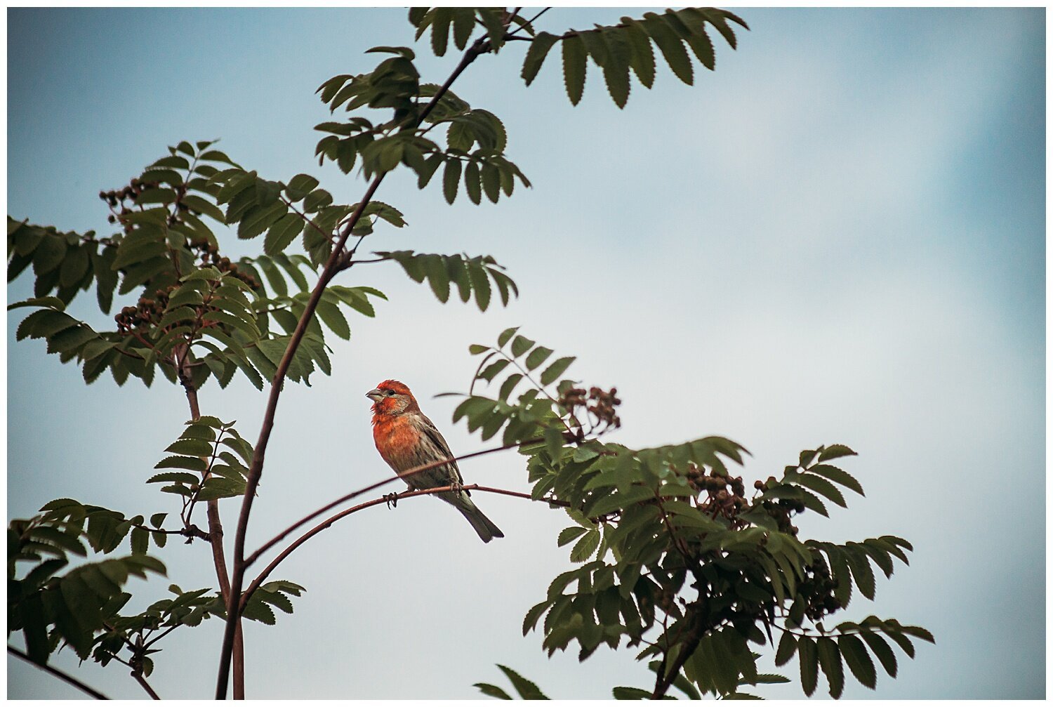 Bird+Watching+Chilliwack,+BC,+Anna+Hurley+Photography+53.jpg