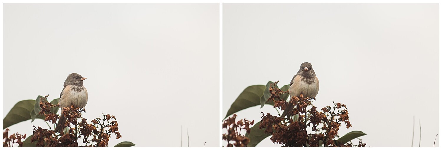 Bird+Watching+Chilliwack,+BC,+Anna+Hurley+Photography+54.jpg