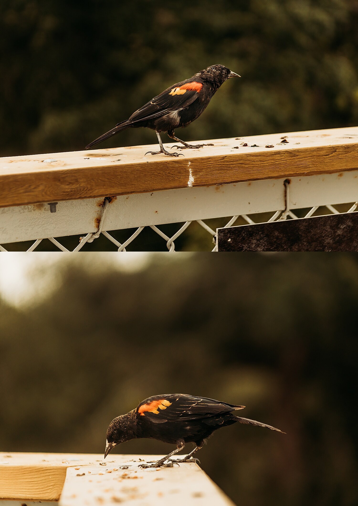 Bird+Watching+-+Anna+Hurley+Photography+-+Chilliwack+16.jpg
