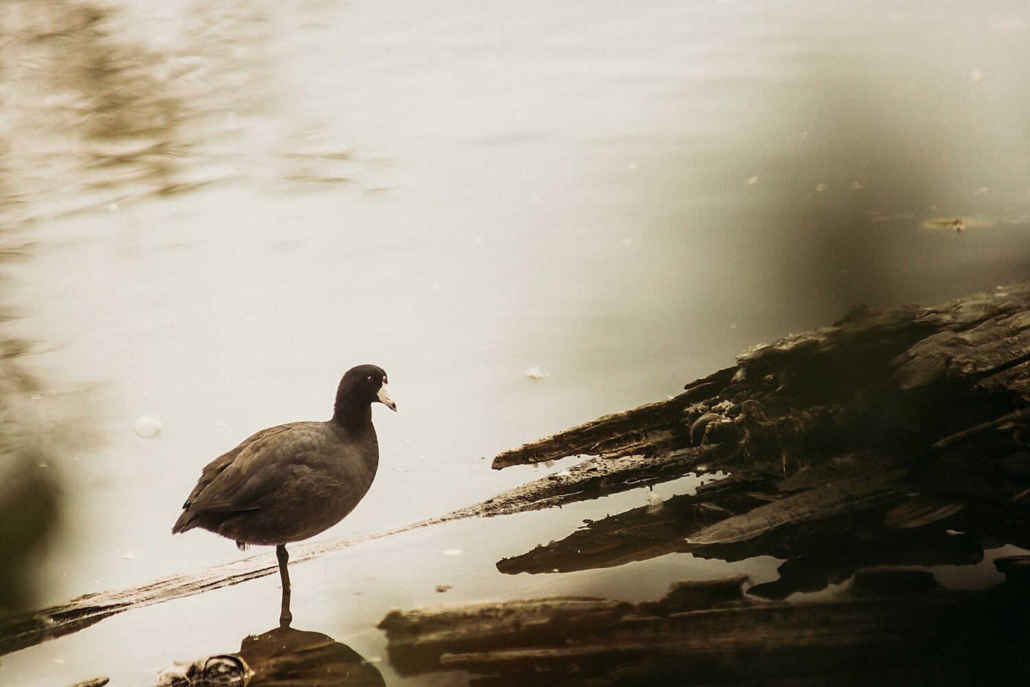 Bird+Watching+-+Anna+Hurley+Photography+-+Chilliwack+20.jpg