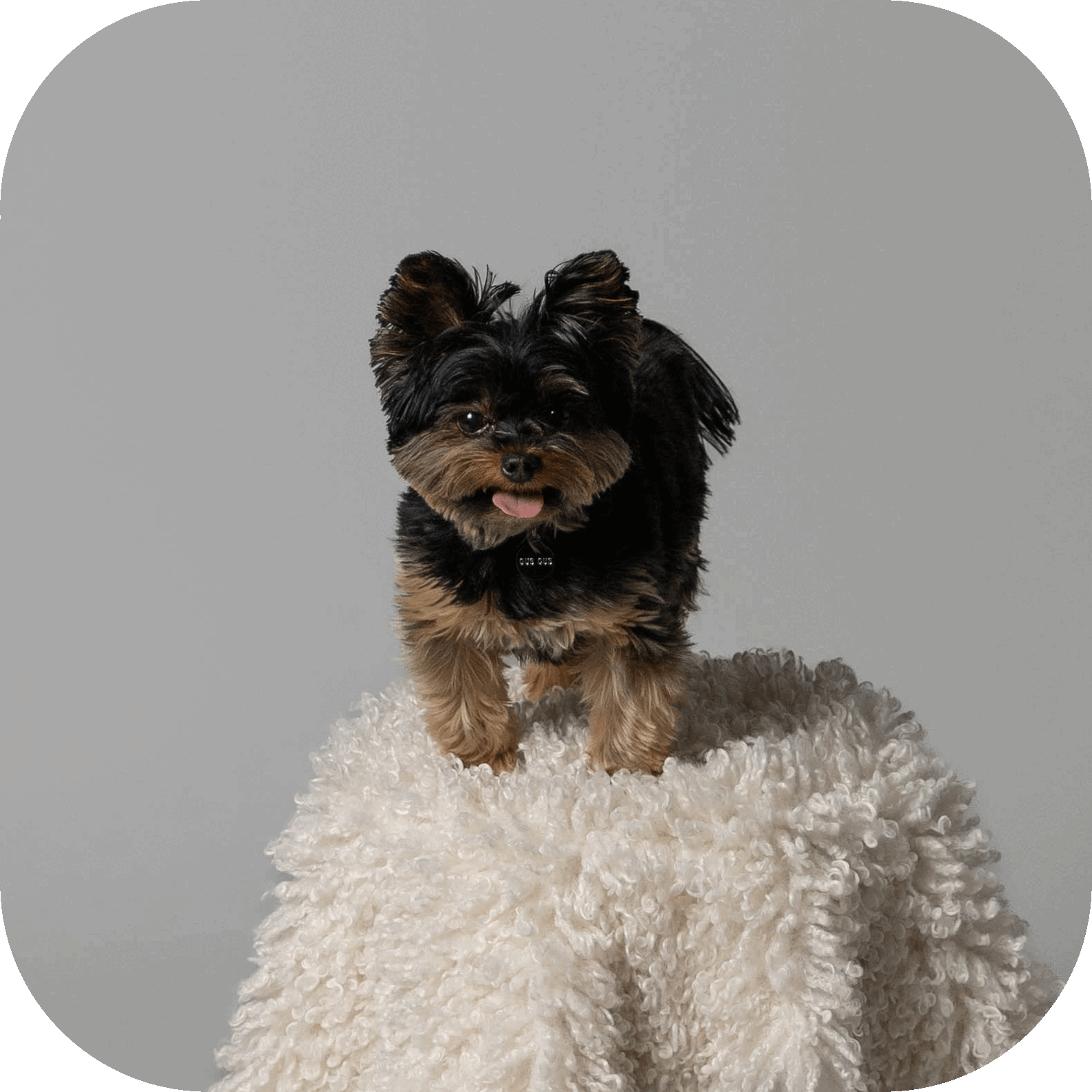 Pet photoshoot in Vancouver