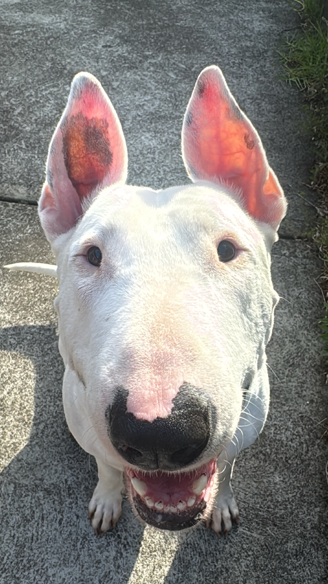 Reactive dog training session in Newcastle NSW