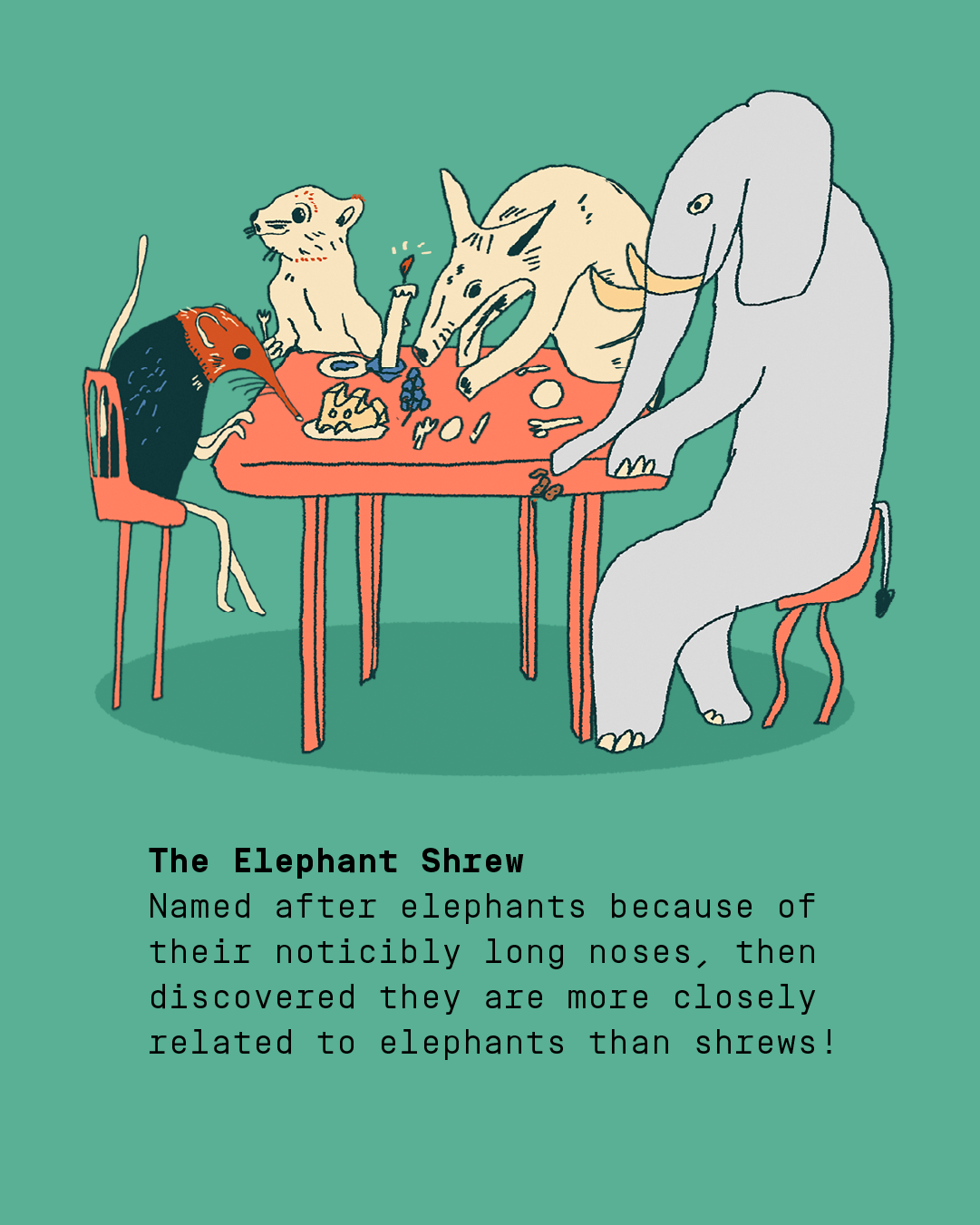 Illustration of four animals sitting at a table, including an elephant shrew, with text highlighting the elephant shrew's closer relation to elephants than shrews.