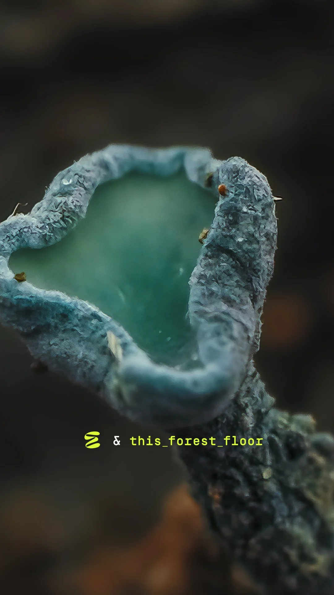 MM0323_Post 08_Quest_This Forest Floor_thumbnail.jpg