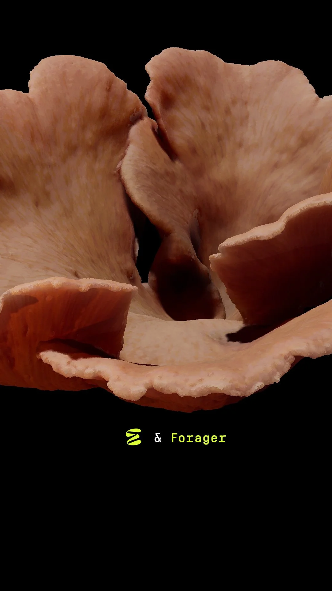 MM0323_Post 09_Intro Forager_thumbnail v01.jpg