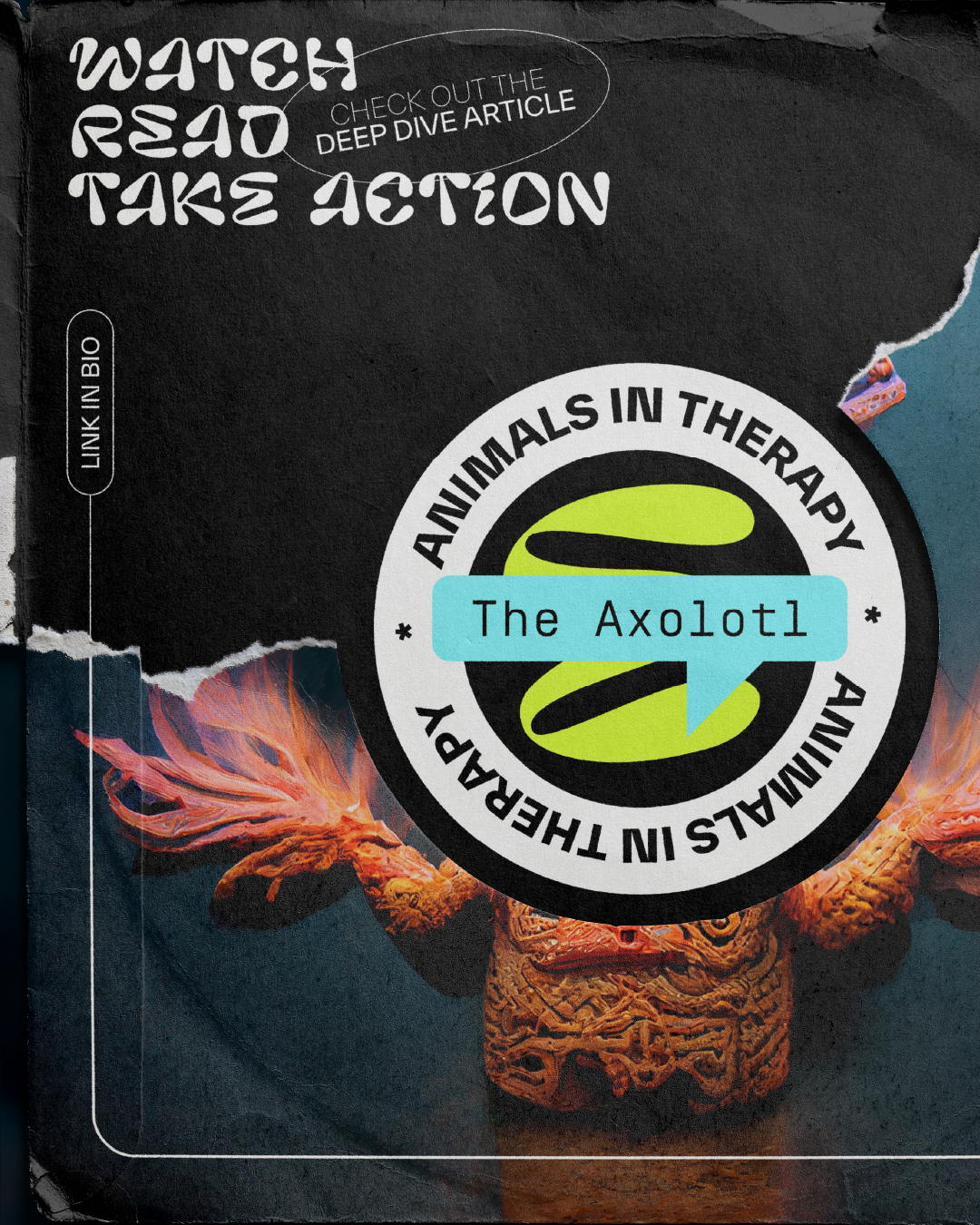 AiT_Axolotl_Fact 01_04.png
