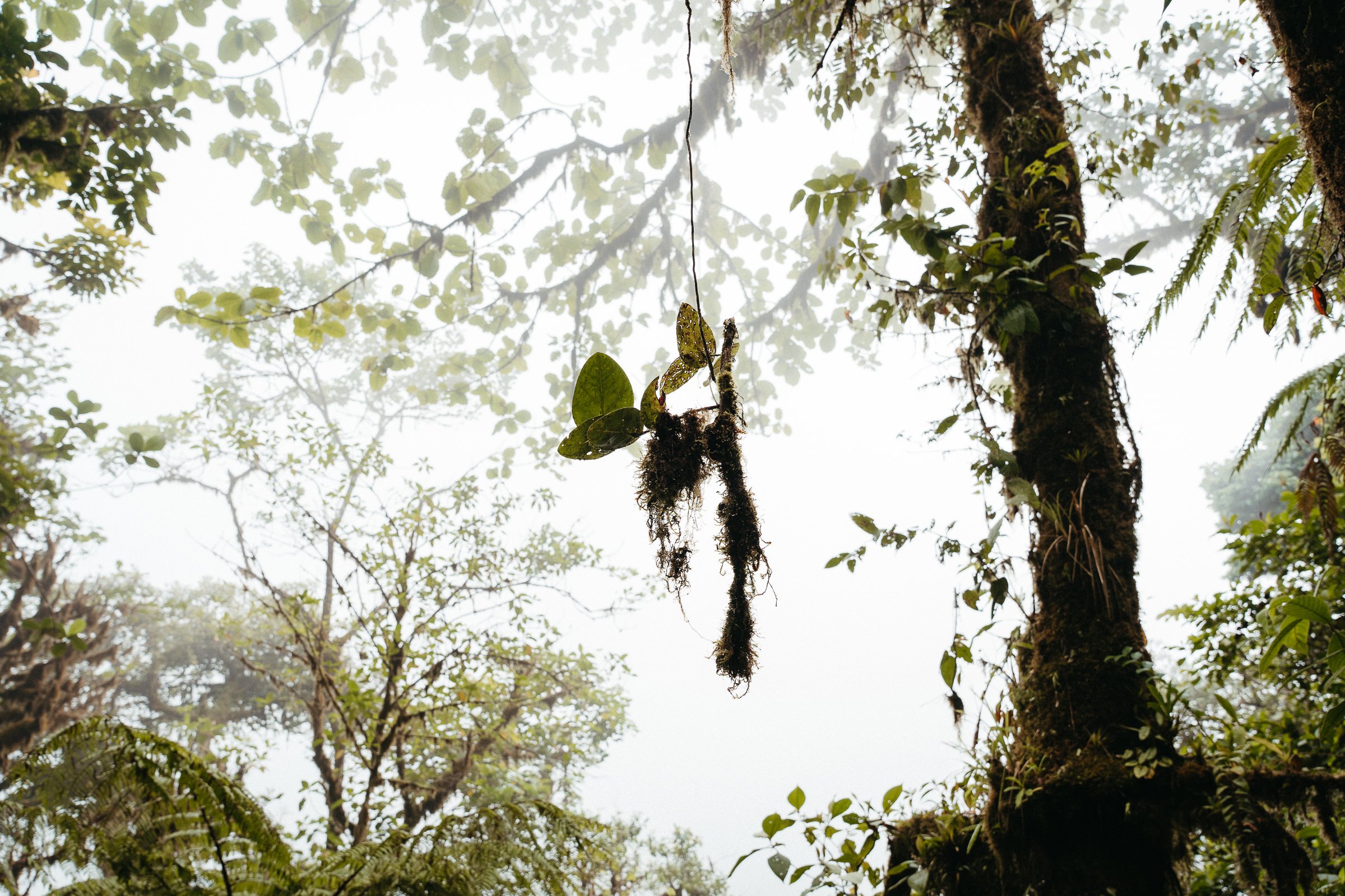 230502_Costa_Rica_La_Fortuna_Cerro_Chato_Secret_Waterfall-1103.jpg
