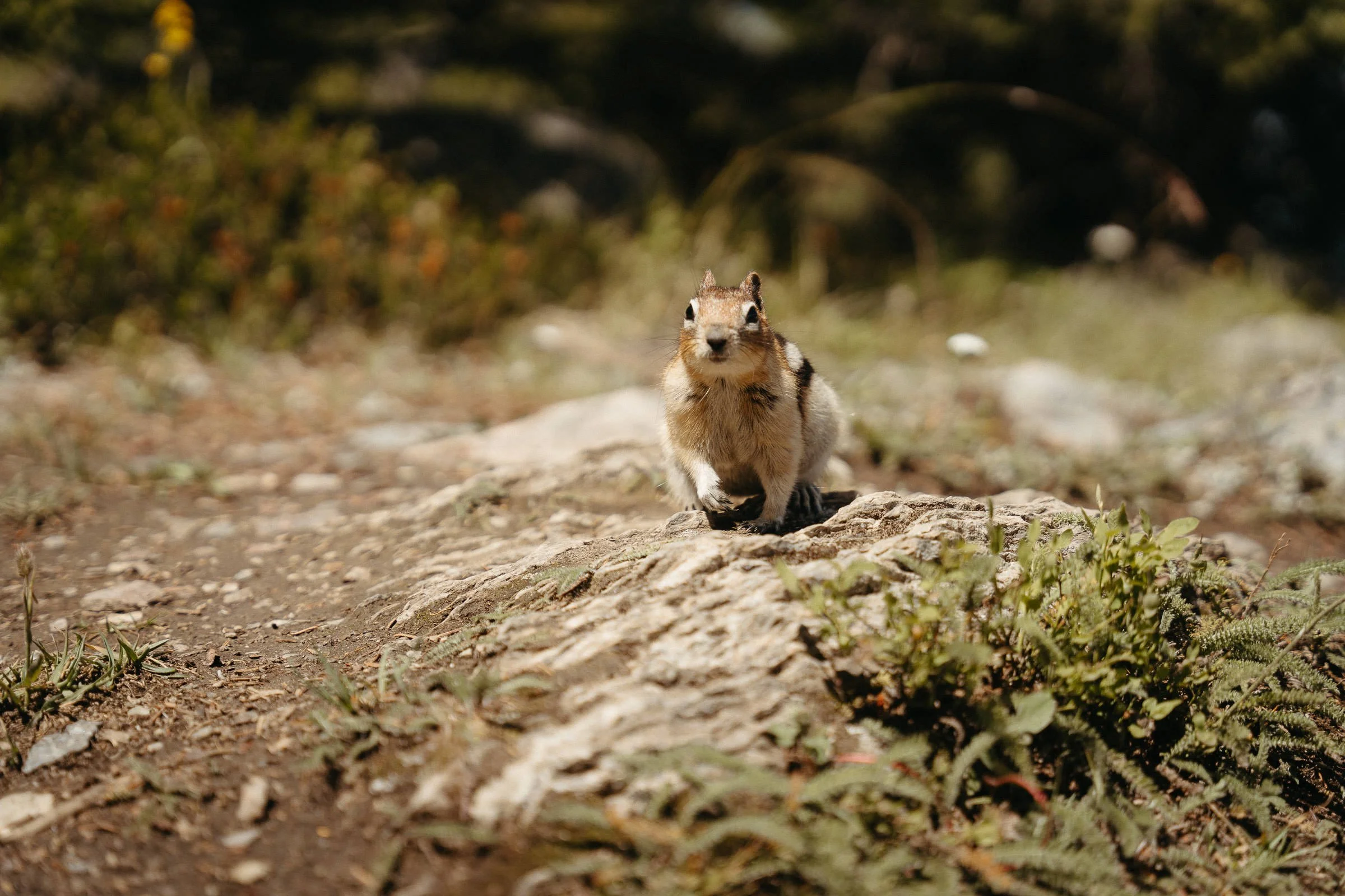 230716_Golden_Lake_Louise_Moraine_Lake_Sony-17.jpg