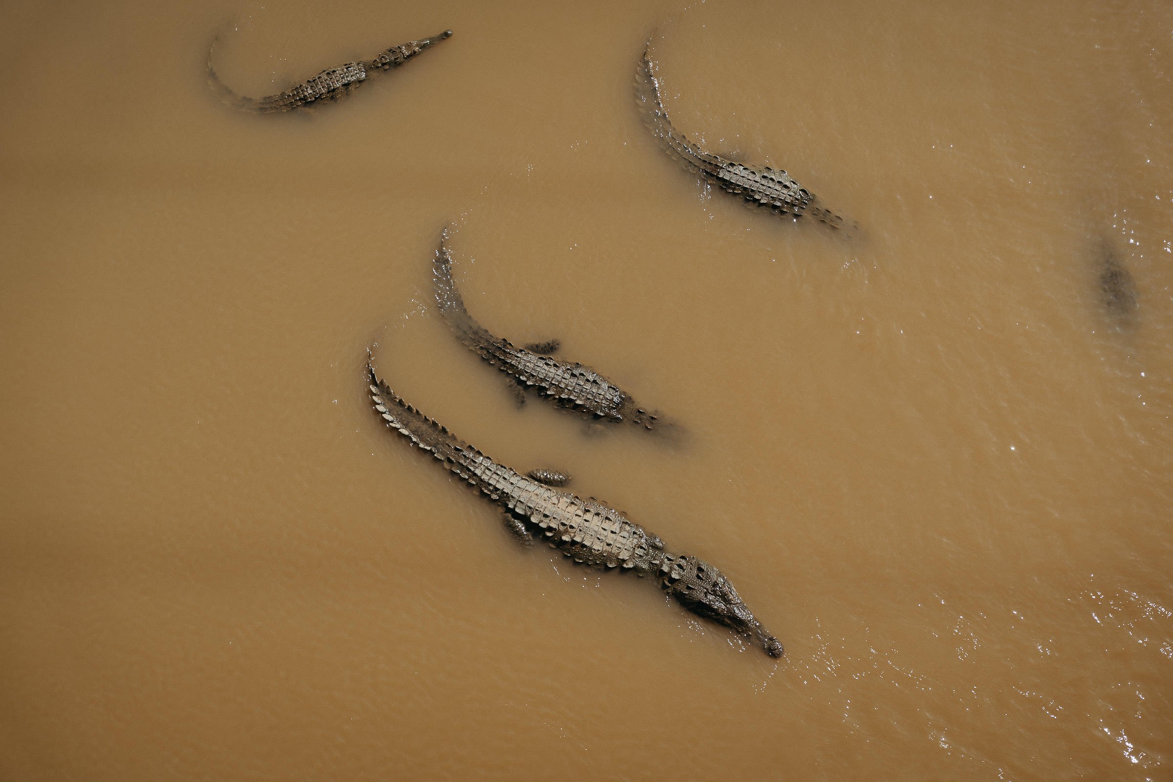 230503_Costa_Rica_Crocodile Bridge-1460.jpg