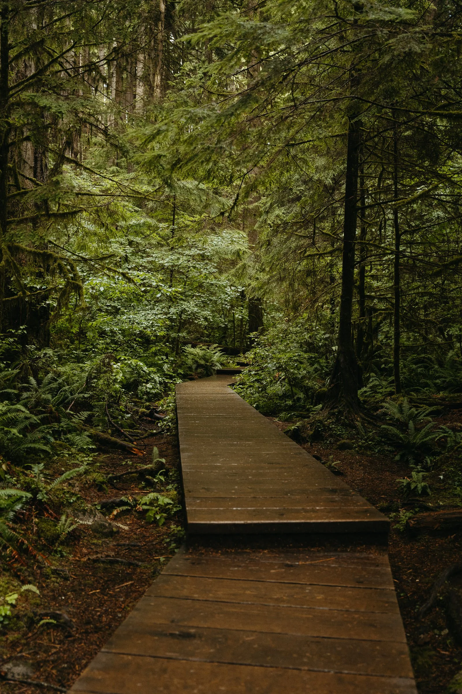 230725_Vancouver_Lynn_Canyon-9272.jpg