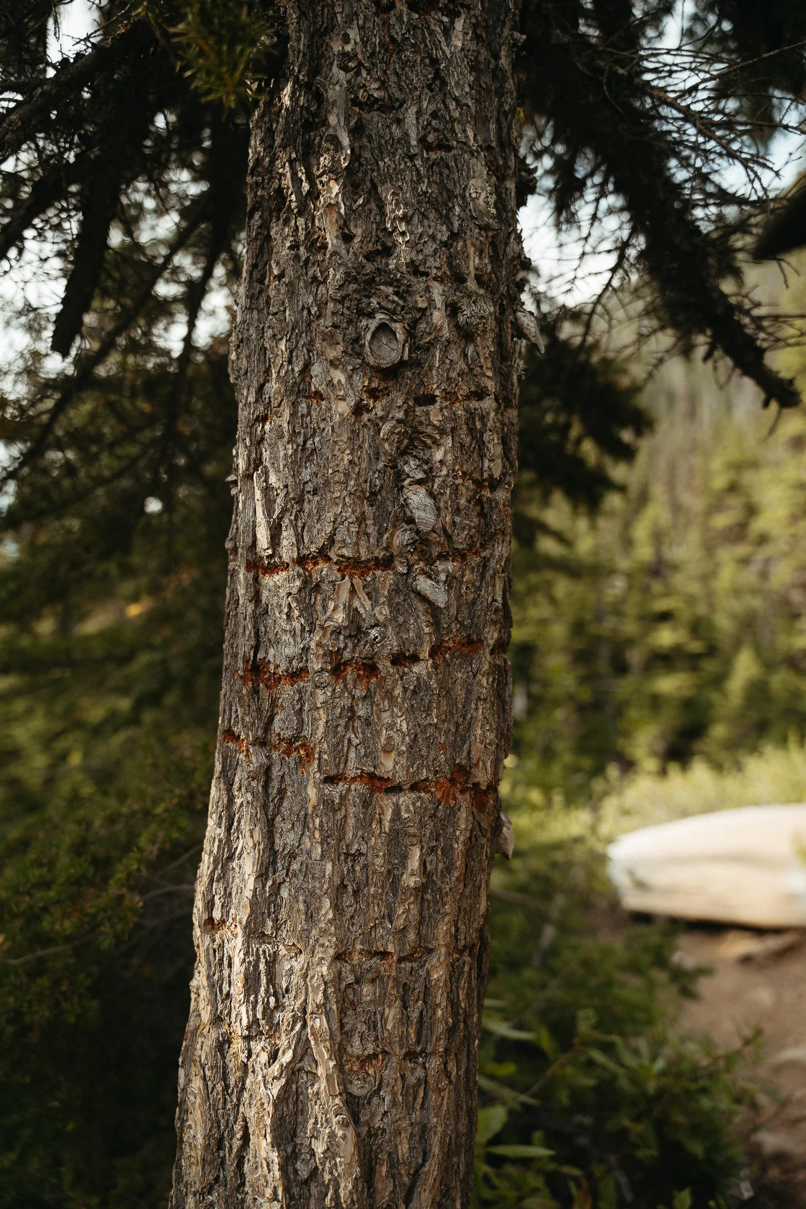 230720_Joffre_Lakes_Trail-9142.jpg