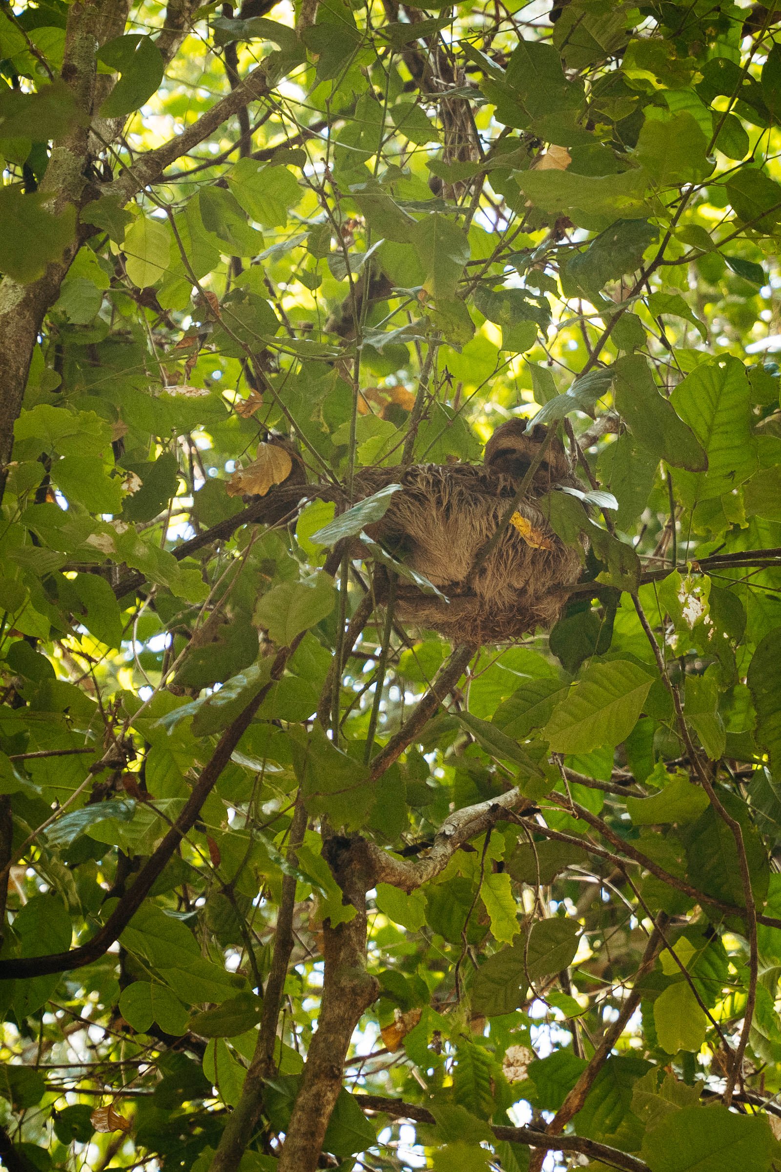 230514_Costa_Rica_Manuel_Antonio_National_Park-2980.jpg