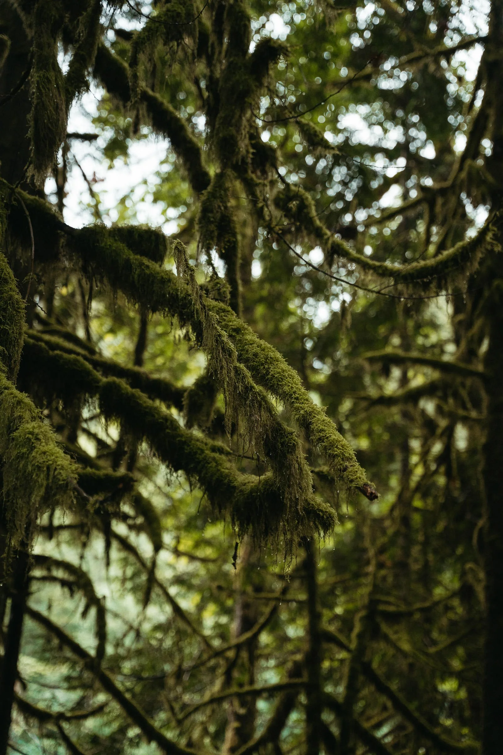 230725_Vancouver_Lynn_Canyon-9390.jpg