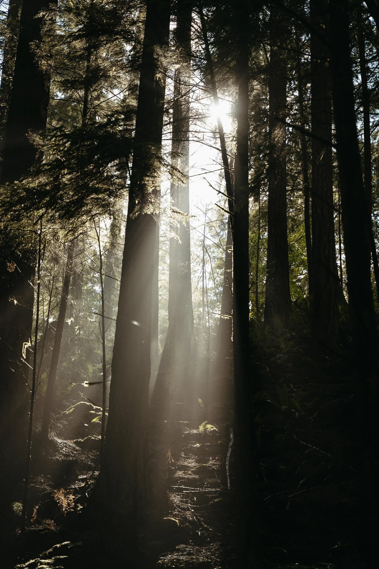 230725_Vancouver_Lynn_Canyon-9320.jpg