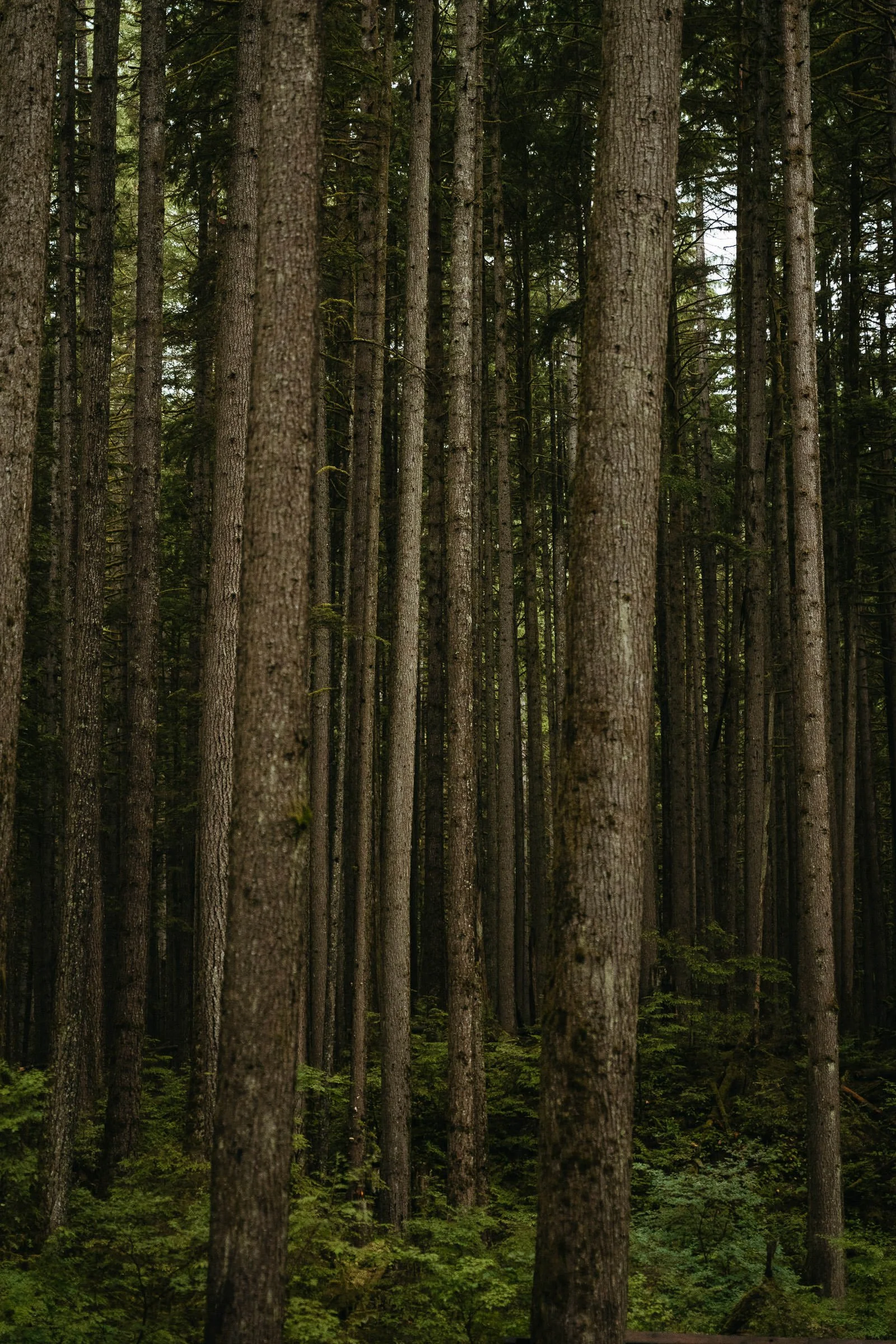 230725_Vancouver_Lynn_Canyon-9423.jpg