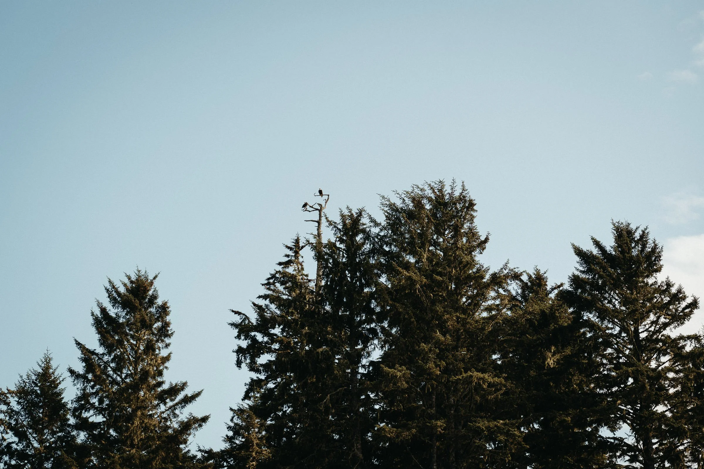 230730_Vancouver_Island_Tofino-0219.jpg
