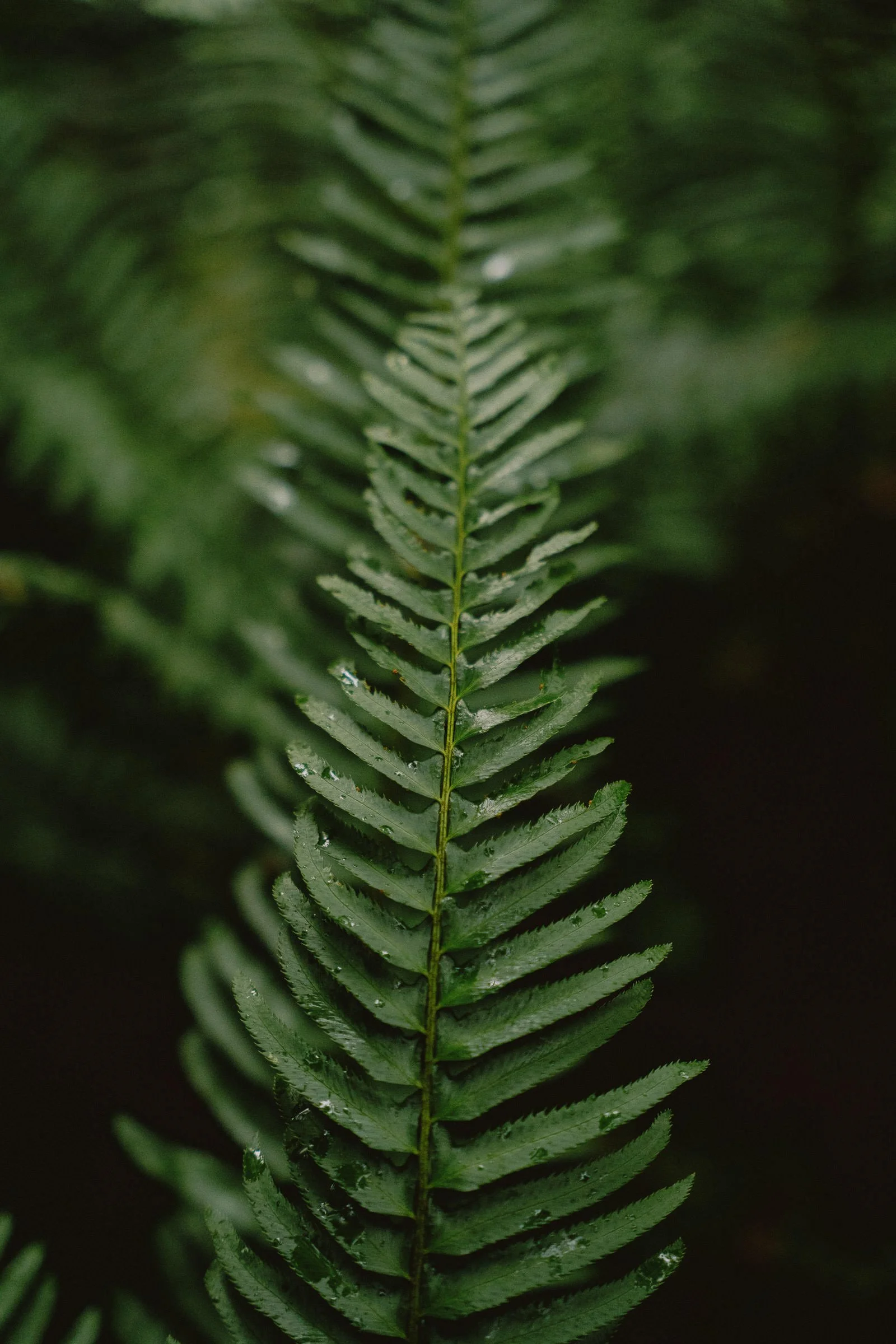 230725_Vancouver_Lynn_Canyon-9431.jpg