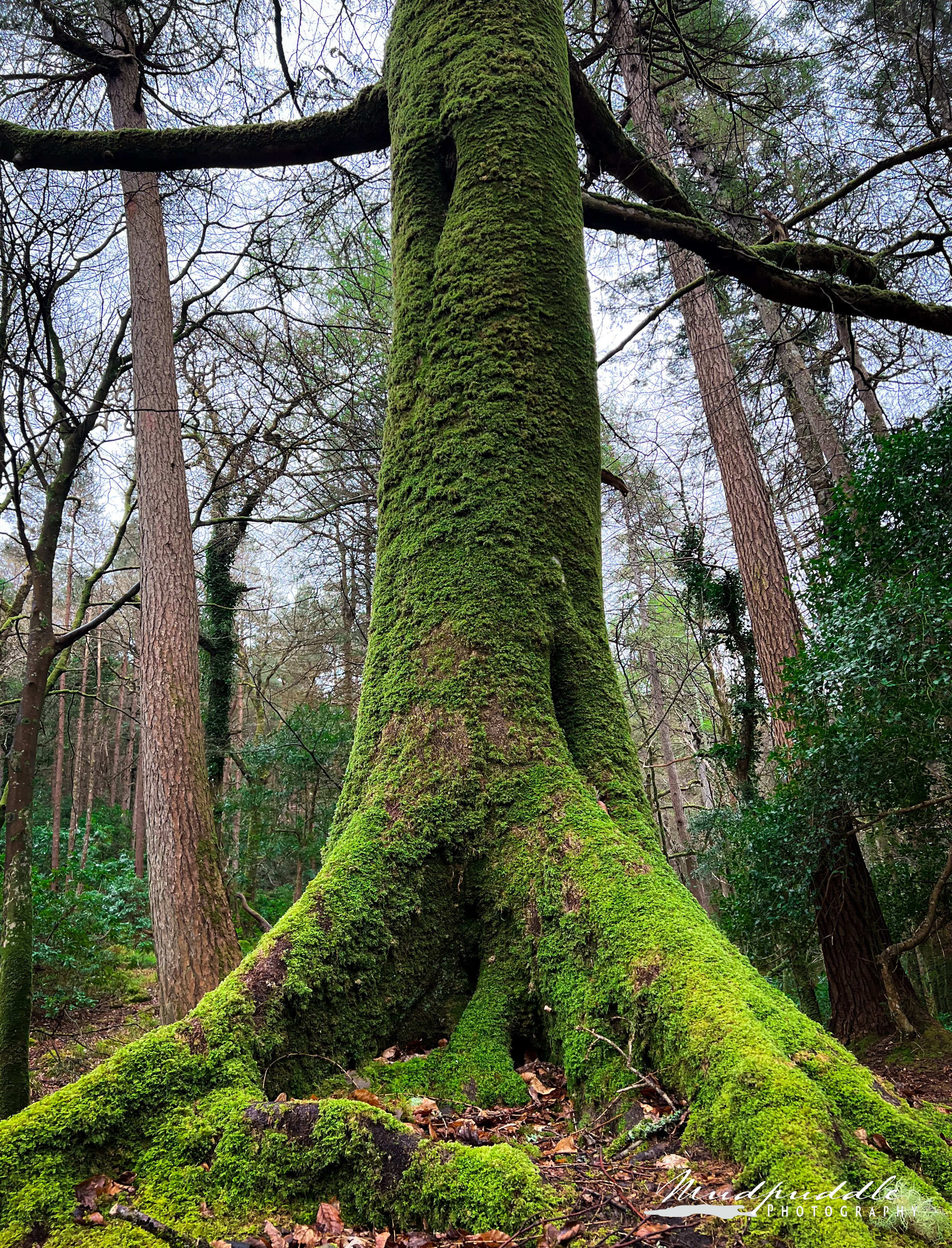 tree covered in moss